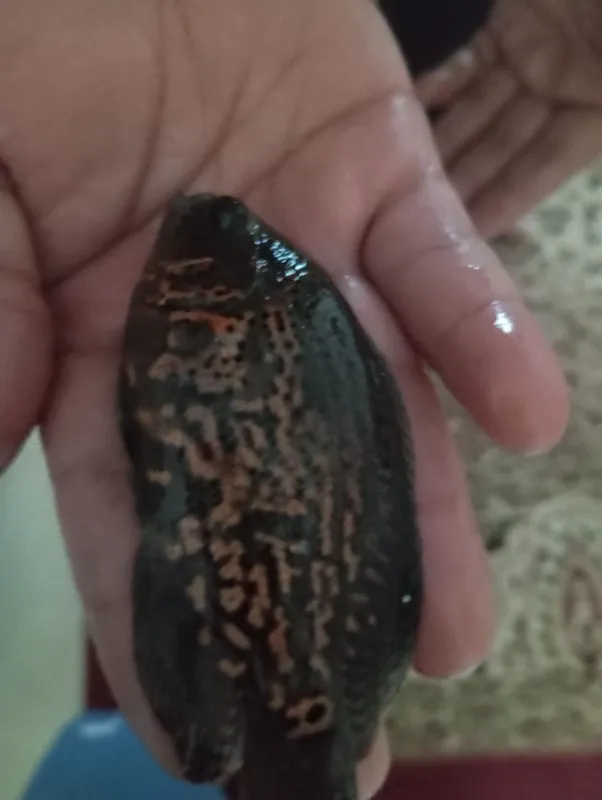 astronotus 1 astronotus 1