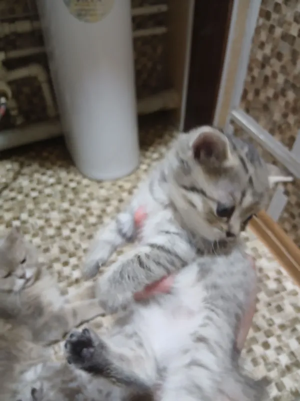 котики Шотландский мальчик и девочка 1