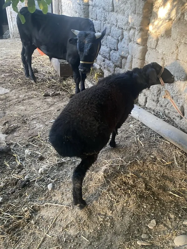 1 ta qoʻchqor 1 urgʻochi qoʻy bor hali tugʻmagan yeb ichishi zoʻr 5