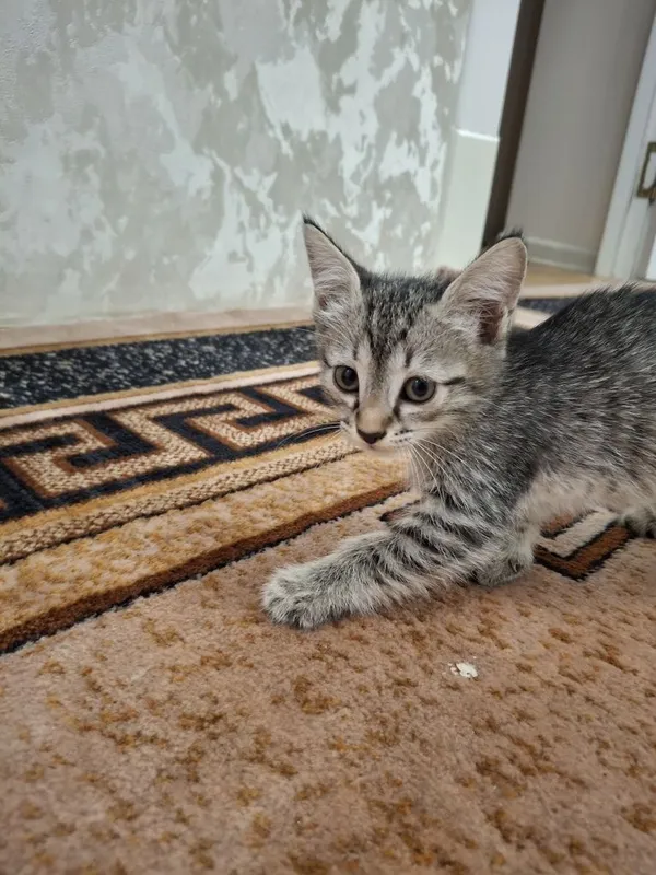 Дадим кошек бесплатно в хорошие руки 1