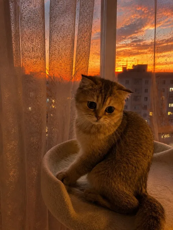 Продаётся котенок Золотая Шиншилла Девочка!!! 2