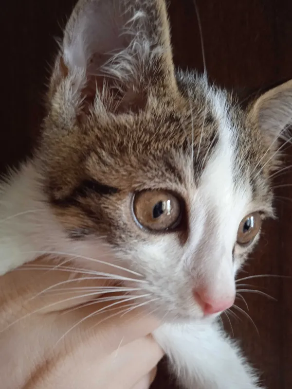 Серобелый котёнок мальчик, 3 месяца. 7