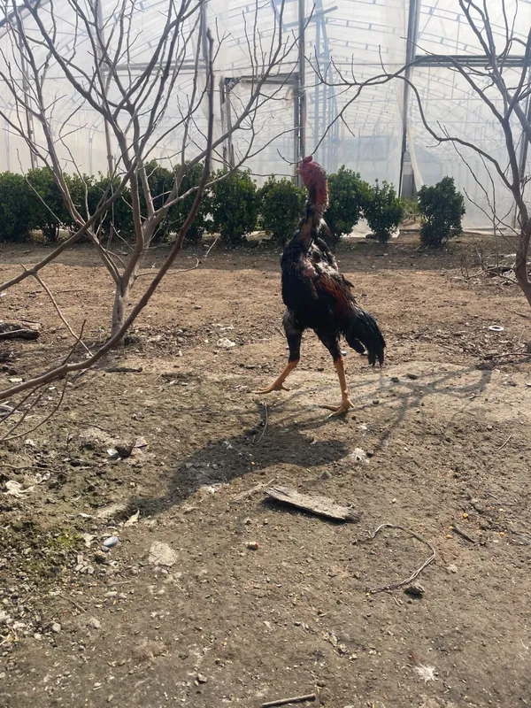 Aprelda chiqan jojani zori 9 ta yutkan oyinlari bor qoni toza joja — фото 3