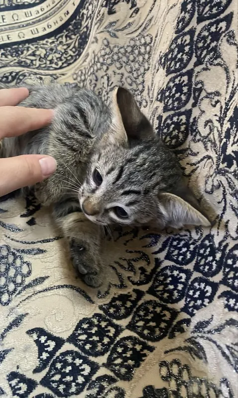 Котята в добрые руки БЕСПЛАТНО 8 Котята в добрые руки БЕСПЛАТНО 8
