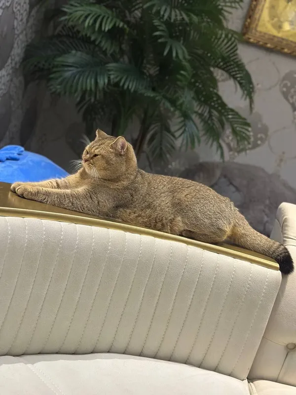 Вязка кот золотая шиншила — фото 3