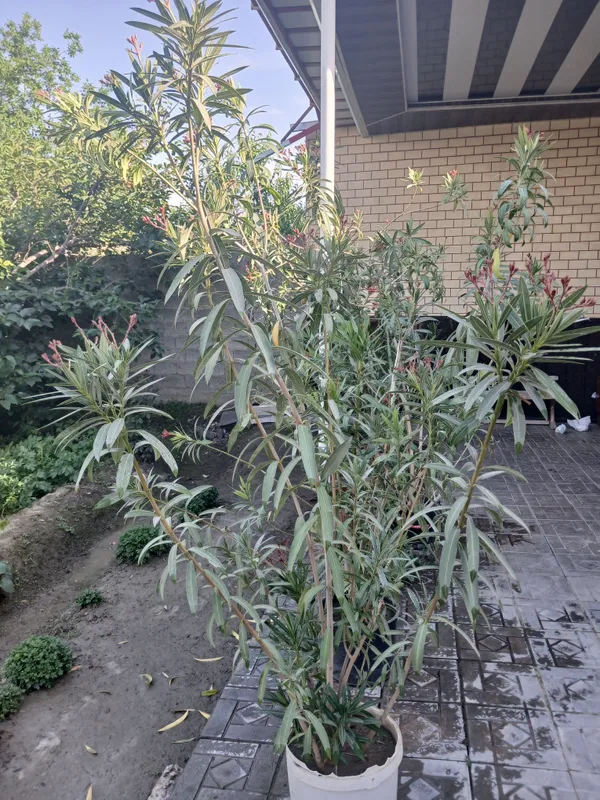 Gullar sotiladi narxi 100 ming sum — фото 4