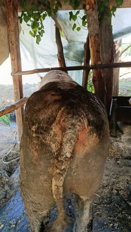 Buqala sotladi nasilga oʻta alo darajada — фото 2