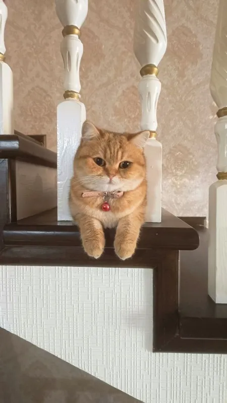 Продаётся чистокровный кошка золотая шиншилла