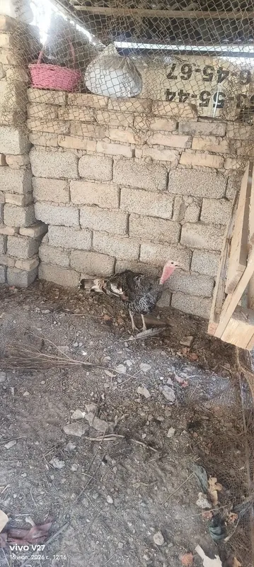 Kurka sotiladi urgochi. 2 Kurka sotiladi urgochi. 2
