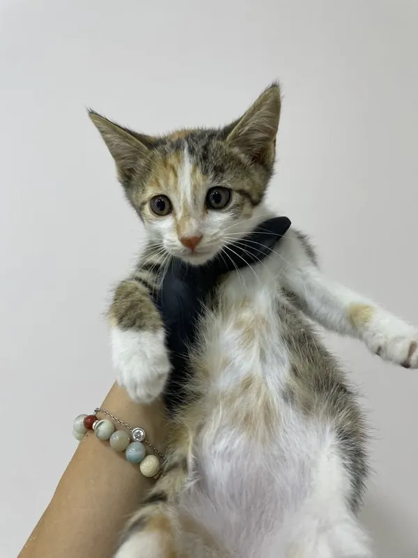 Котенок в добрые руки 1 Котенок в добрые руки 1