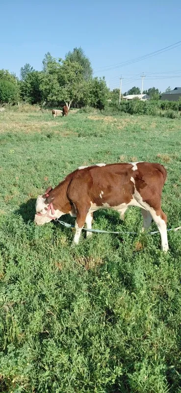 Simental va grenford novoschalar sotiladi 2 Simental va grenford novoschalar sotiladi 2
