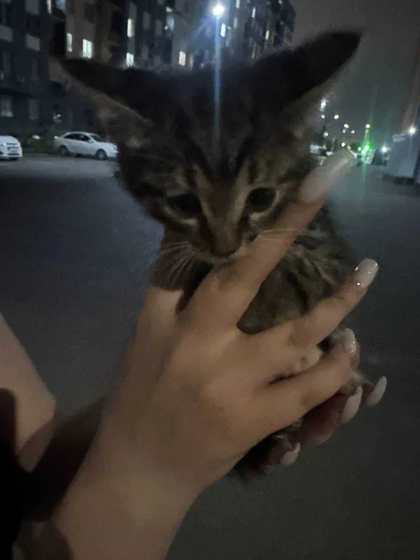 Отдадим котёнка добрым и ответственным людям — фото 3