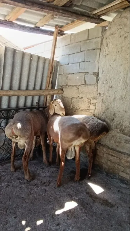 Qochqorlar sotiladi hali barra 1