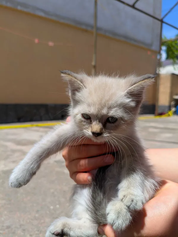 Котята ищут хороших хозяев 2