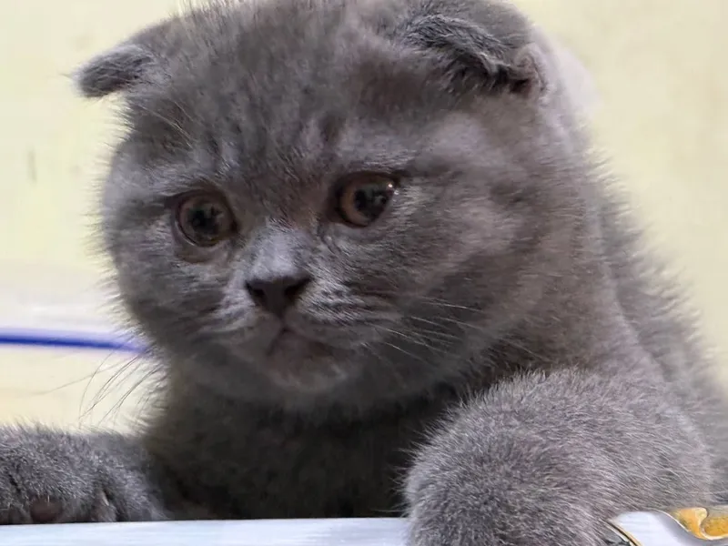 Scottish fold mushug 2 Scottish fold mushug 2