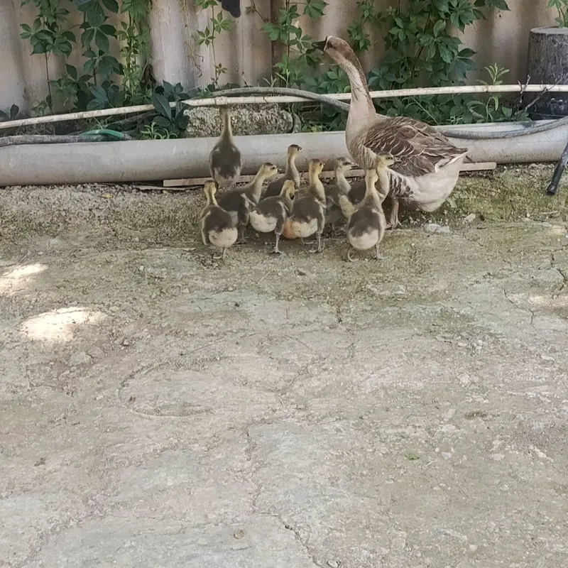 G'oz va bolalari sotiladi