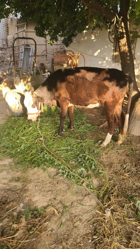 Ğunajin sotiladi 1.5 yosh 2
