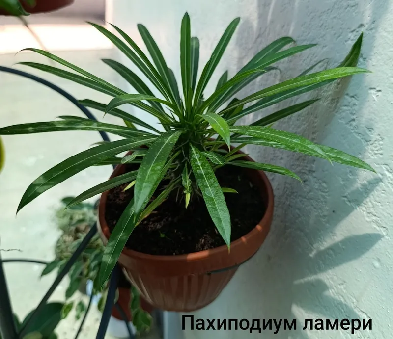 Продаются комнатные цветы 7 Продаются комнатные цветы 7