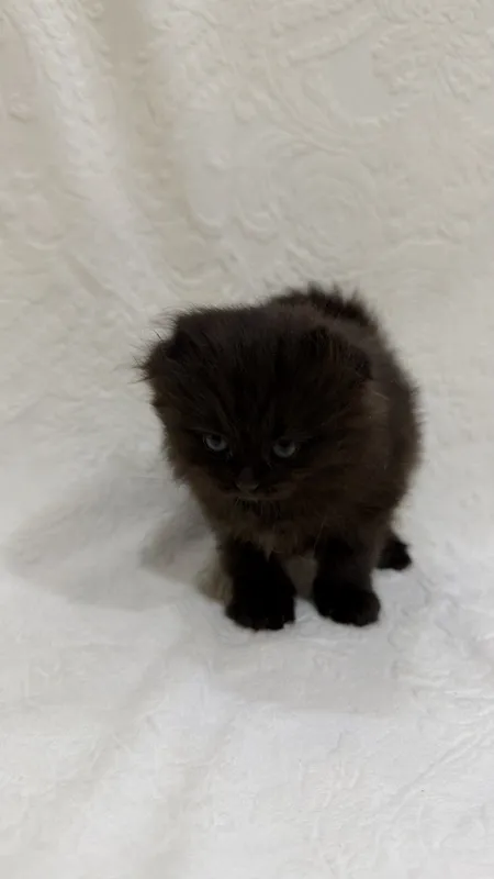 Ласковые котята Scottish , готовы к переезду в новый дом 3 Ласковые котята Scottish , готовы к переезду в новый дом 3