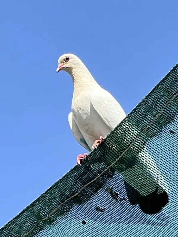 Kabutar qora dum bakin 1