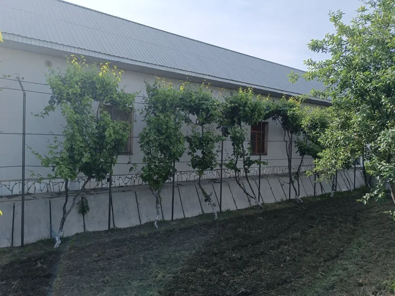 15- сотихли ховли барча куллайликларга эга. — фото 2