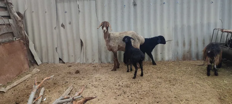 Qoʻy ona bola Sotiladi. Arashan