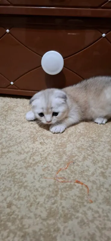 Котята Порода: Скоттиш Фолд — фото 5