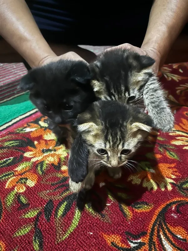 мушукчалар скоттиш фолд 5