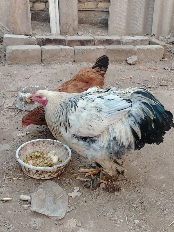 Brama tovuq va xxo'roz bir jup