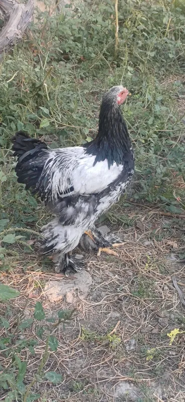 Barama xorozlar sotiladi 1 Barama xorozlar sotiladi 1