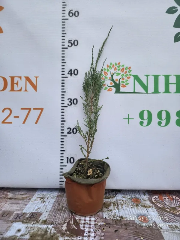 Можжевельник блю эрроу саженец