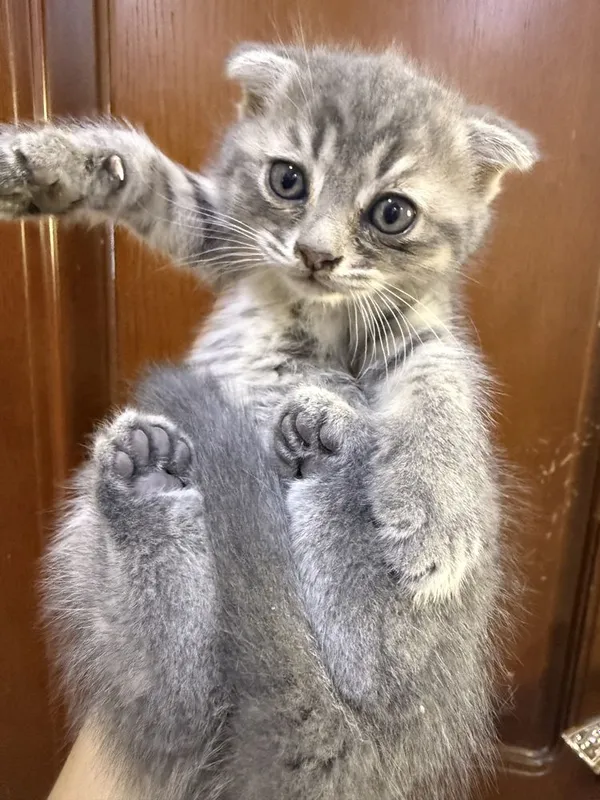 Котята пародии русско гоубой