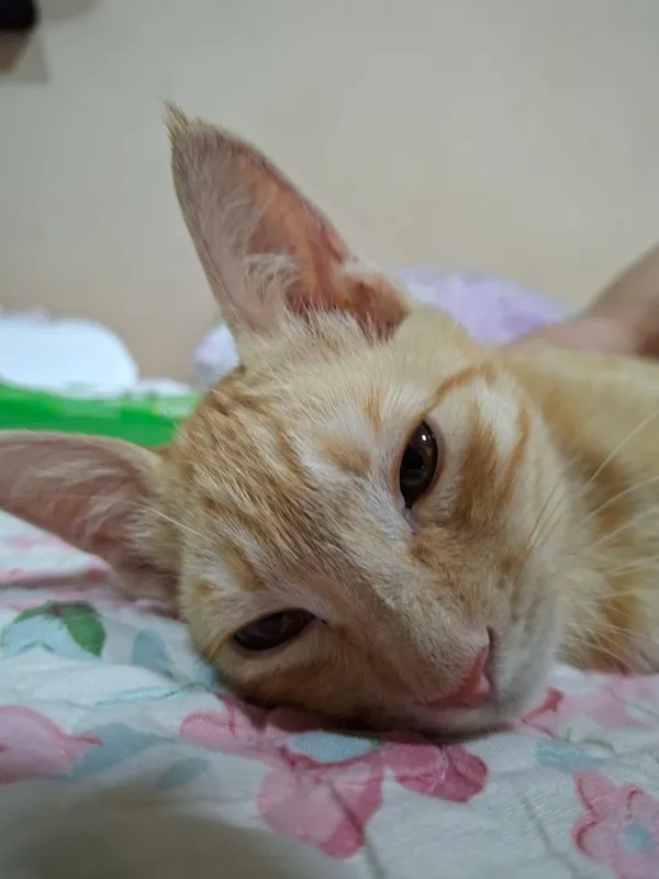 Котёнок бесплатно отдаётся в хорошие руки 3 Котёнок бесплатно отдаётся в хорошие руки 3