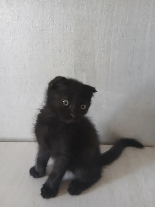 Scottish Fold
