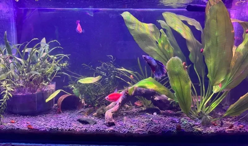 Baliqlar va o‘simliklar bilan akvarium 2