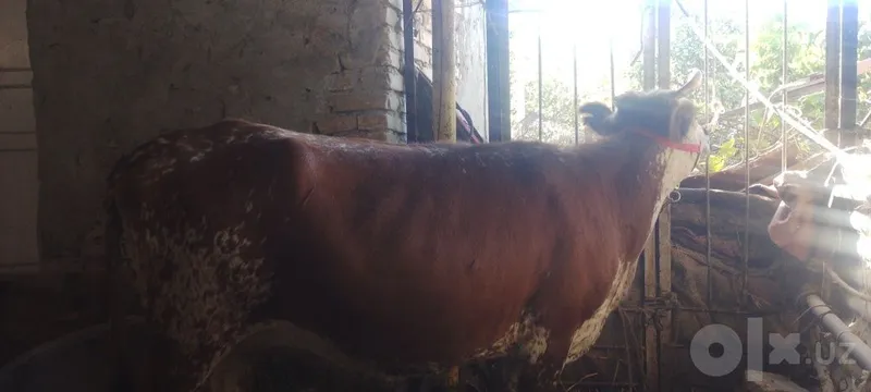 Buğoz sotiladi kafolati bilan 4 Buğoz sotiladi kafolati bilan 4