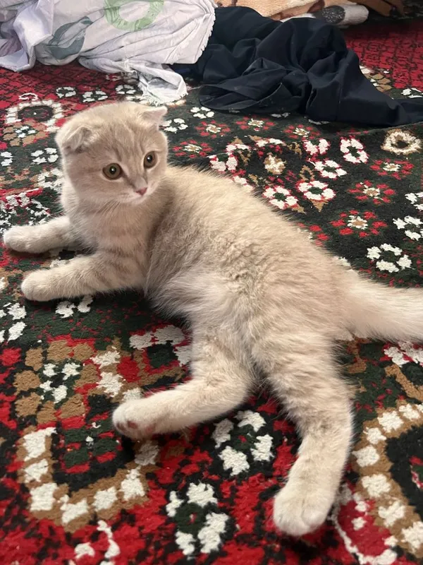 Mushuk sotiladii 3