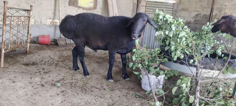 Hisori qo'chqorlar sotiladi. 2