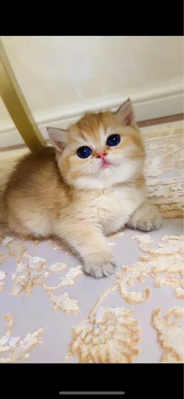 Скотиш фолд 2ойли — фото 3