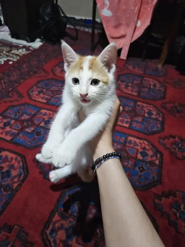 Котята с добрыми сердцами, полными любви 8 Котята с добрыми сердцами, полными любви 8