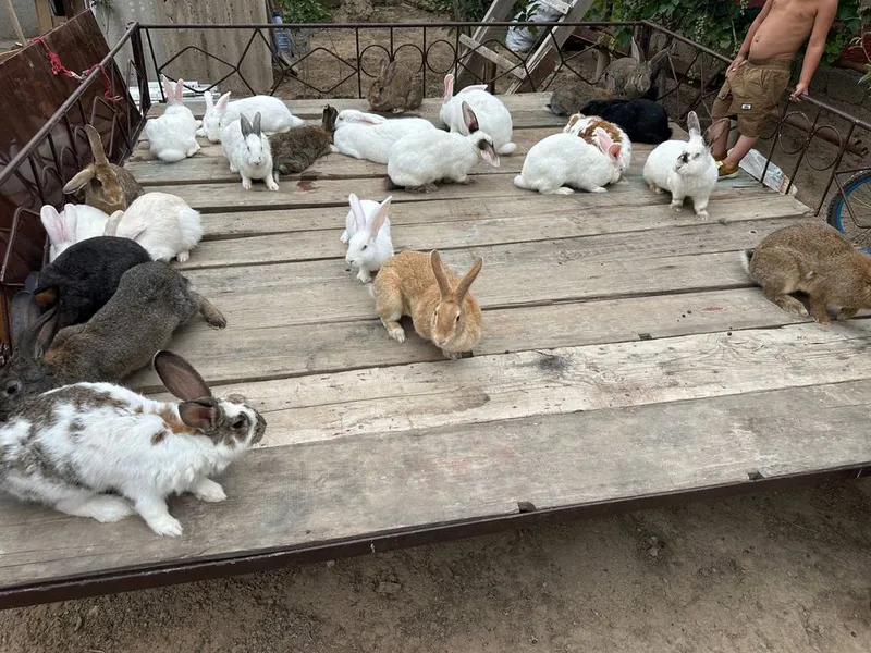 Zotli quyonlar ukollari qilingan 2 Zotli quyonlar ukollari qilingan 2