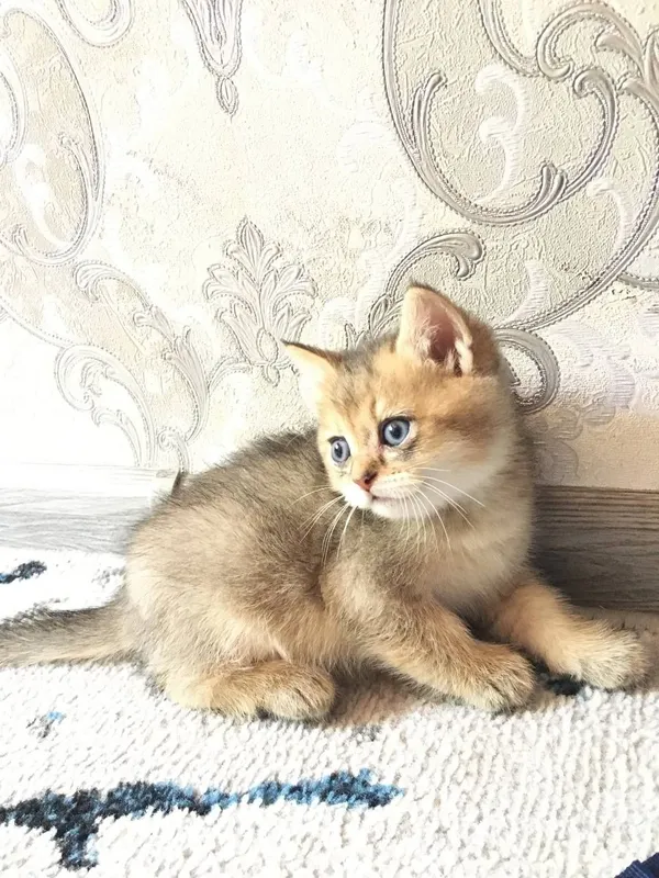 Продаётся котёнок