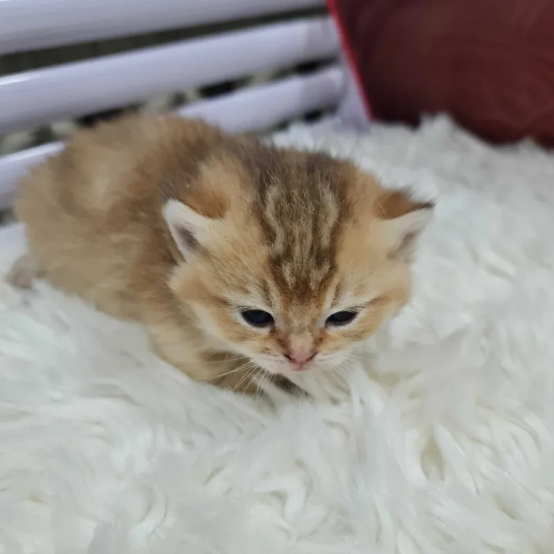 Британская короткошерстная. Котята — фото 6