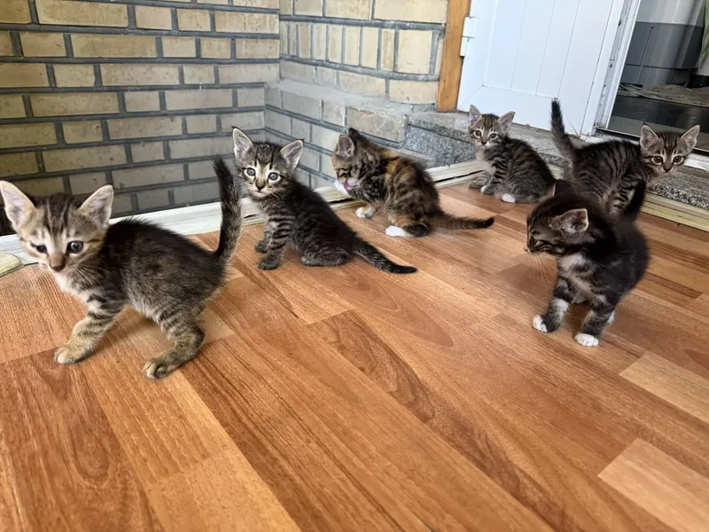 Отдаю котят в добрые и заботливые руки 1 Отдаю котят в добрые и заботливые руки 1