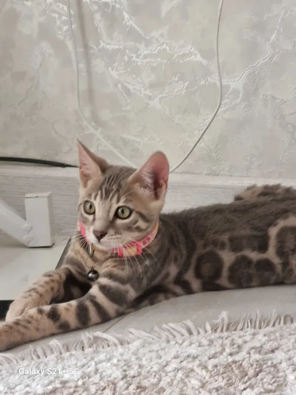 Mushuk bengalskiy 2