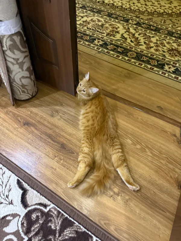 8 oylik mushukcha 2 8 oylik mushukcha 2