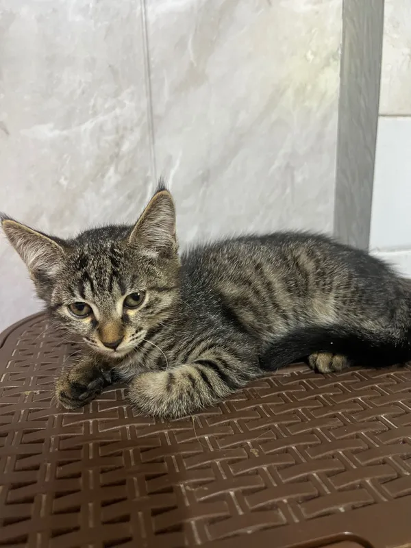 Котята ищут свой дом 4 Котята ищут свой дом 4