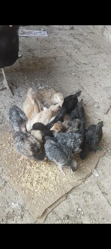 Продаются домашние цыплята — фото 2