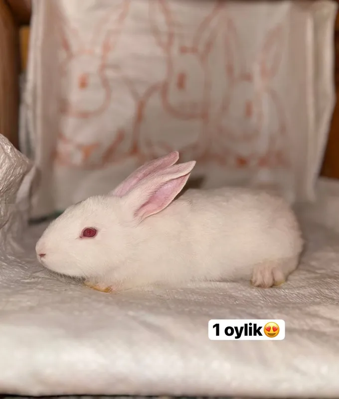 Quyon bolalari sotamiz va in yasab beramiz 4 Quyon bolalari sotamiz va in yasab beramiz 4
