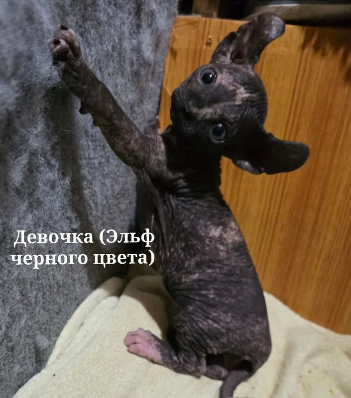 Котята Сфинксы ! — фото 1